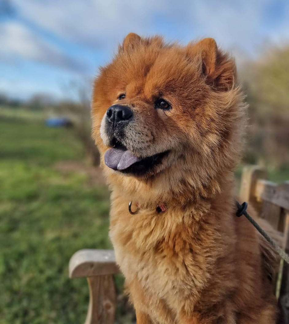 A fluffy ginger dog looks happily past the camera whilst sat on a wooden bench in a field on a sunny day.