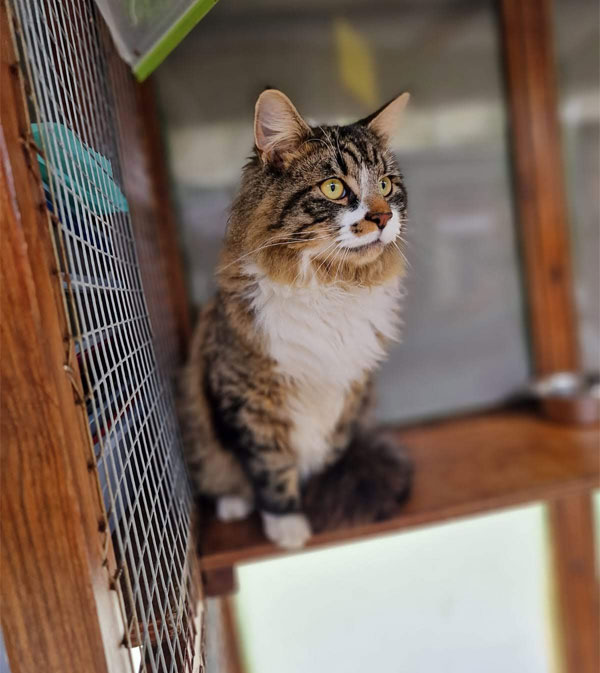 A fluffy tabby cat sat on a wooden perch