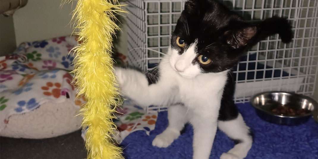 A black and white cat plays with a fluffy yellow cat toy