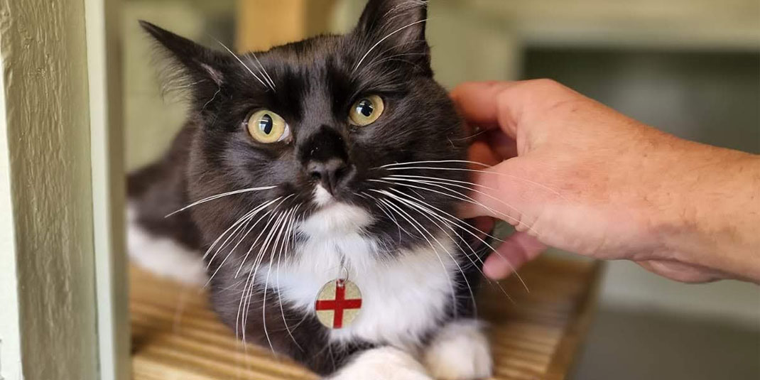 A fluffy black and white cat enjoys strokes whilst sat on wooden climbing equipment