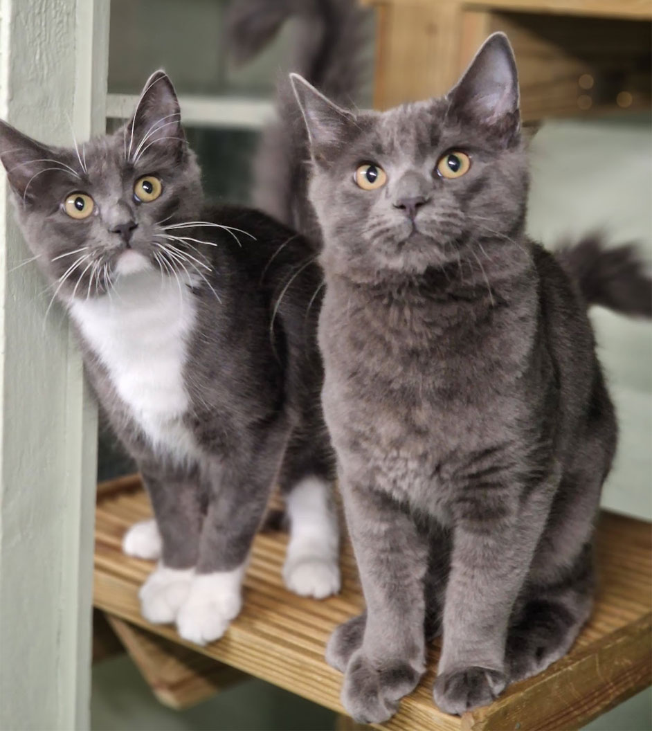 Two grey cats with bright yellow eye look into camera as they stand on a high tier of some wooden cat climbing equipment.