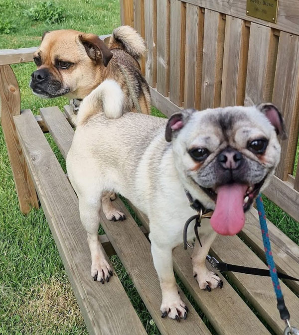 Two little dogs stood happily on a wooden bench