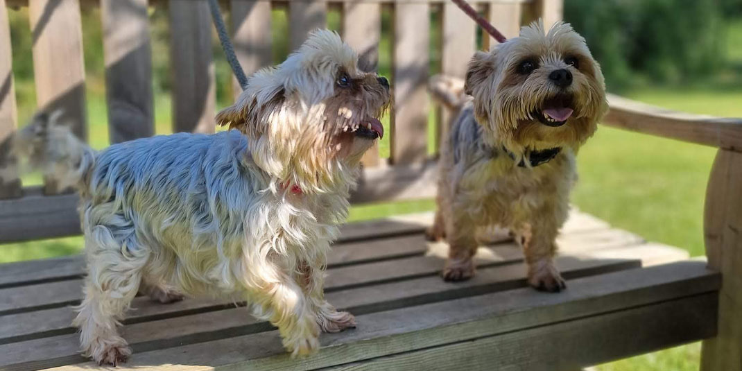 Two little fluffy white dogs looking happy on a bench.