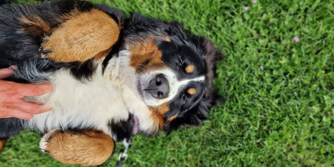 A fluffy dog enjoying having it's belly rubbed as it lies on the grass.