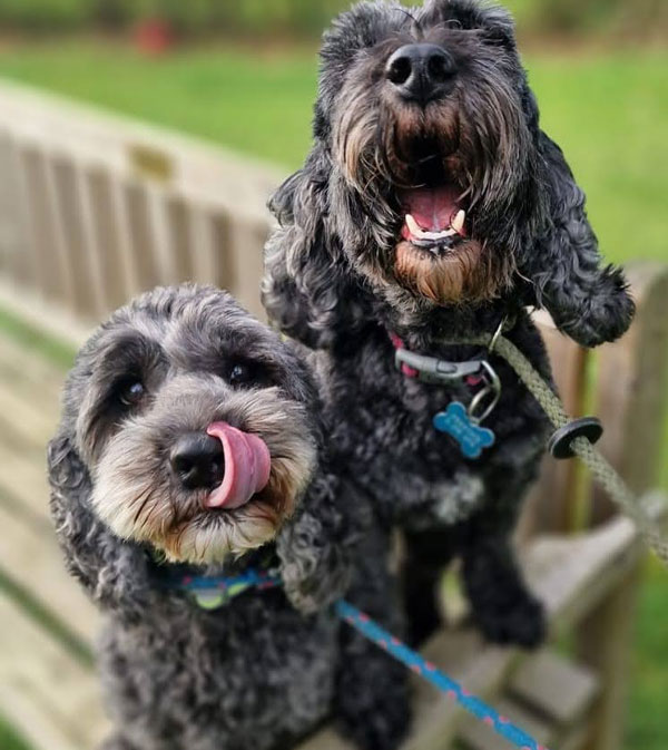 Two grey dogs with fluffy ears sat happily on a wooden bench