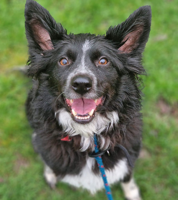 A border collie dog looks happily into camera as he sits on some grass.