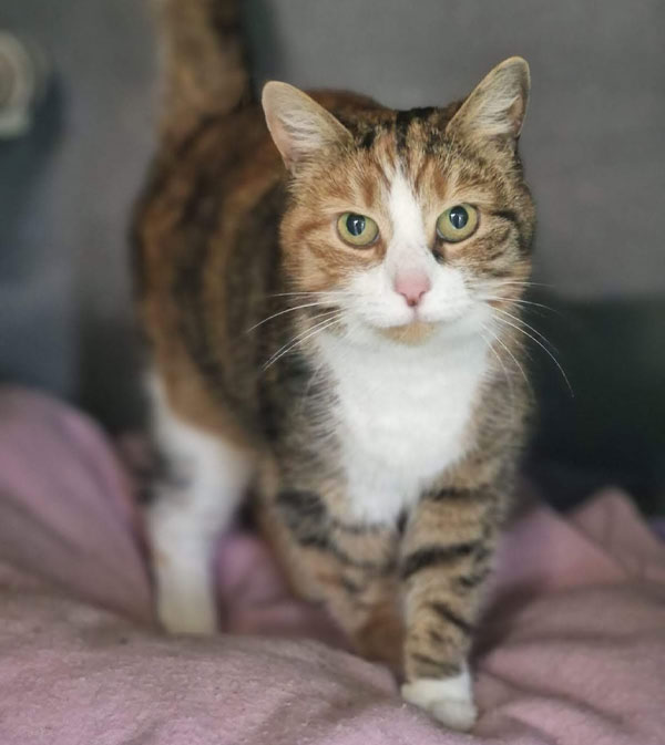 Cat on a pink blanket